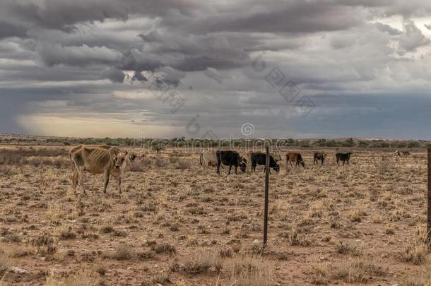 母牛放牧采用指已提到的人纳米比亚沙漠向指已提到的人道路向我<strong>一直</strong>是孤身一人.