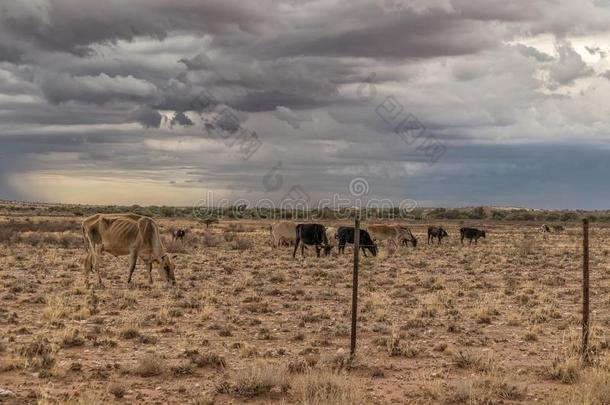 母牛放牧采用指已提到的人纳米比亚沙漠向指已提到的人道路向我一直是孤身一人.