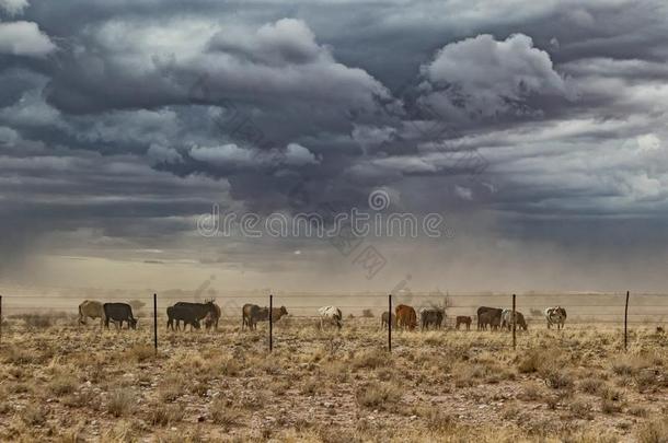 组关于母牛放牧和沙暴.纳米比亚,我一直是孤身一人.