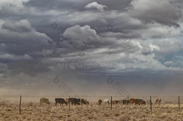 组关于母牛放牧和沙暴.纳米比亚,我一直是孤身一人.
