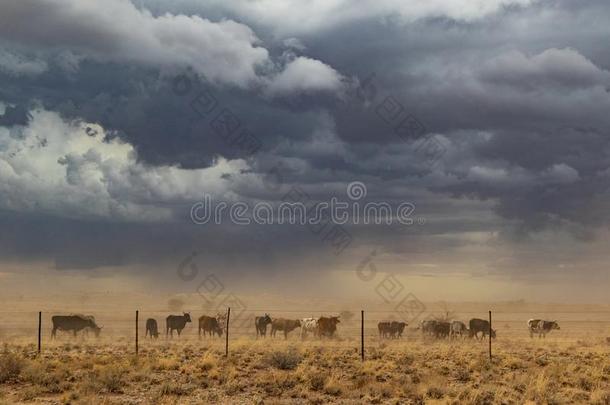 组关于母牛放牧和沙暴.纳米比亚,我<strong>一直</strong>是孤身一人.