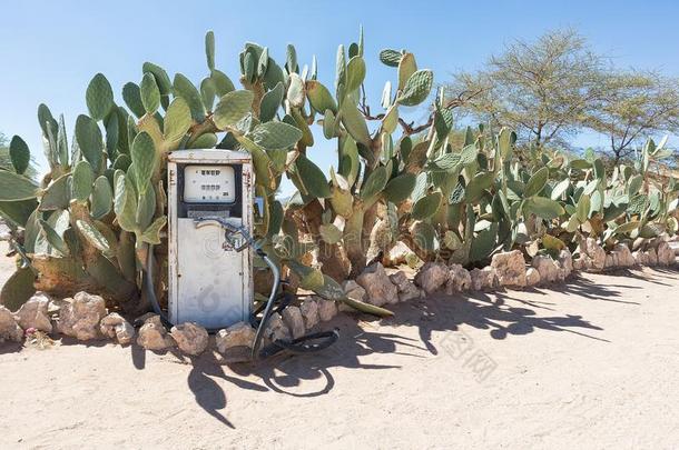 古代的燃料泵采用纳米比亚沙漠和仙人掌