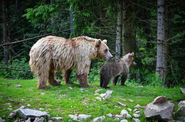 棕色的熊母亲和幼小的兽