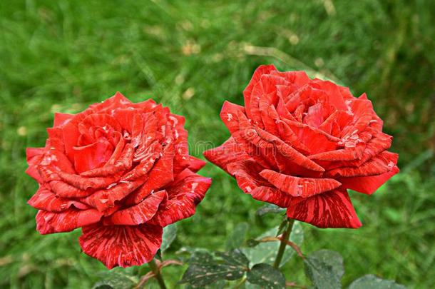 湿的红色的直觉玫瑰