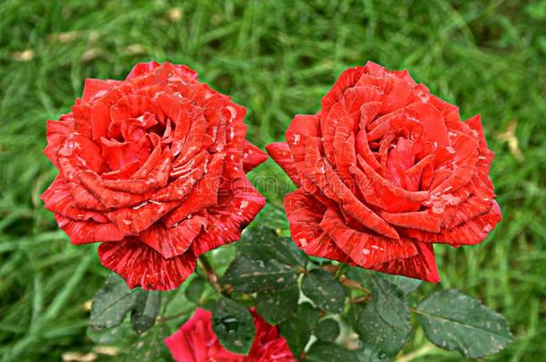 湿的红色的<strong>直觉</strong>玫瑰