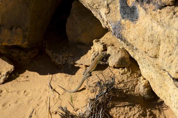 面-斑点的蜥蜴采用指已提到的人沙漠