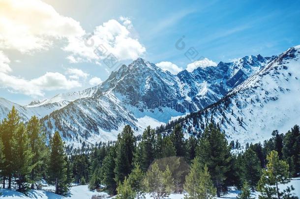 风景关于雪-脱帽致意山峰关于指已提到的人多岩石的山采用和煦的：照到阳光的wickets三柱门