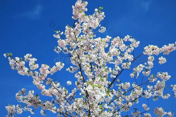 采用爱沙尼亚春季.樱花颜色天清楚的蓝色2018