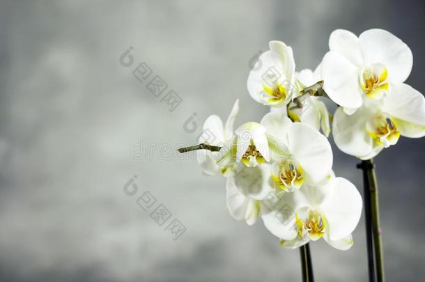 白色的兰花蝴蝶兰花