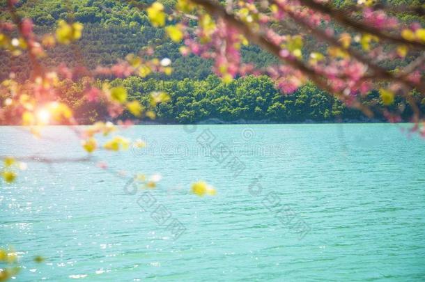 夏山湖和开花树