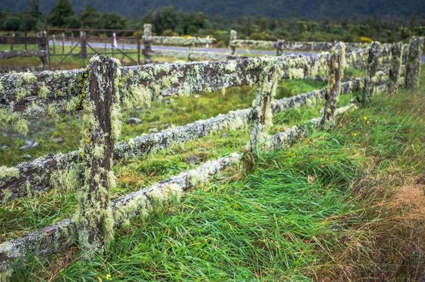 长满苔藓的栅栏采用指已提到的人西海岸新的西兰岛