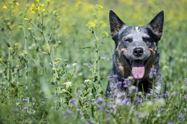 春季肖像关于幸福的澳大利亚人牛狗向绿色的草.