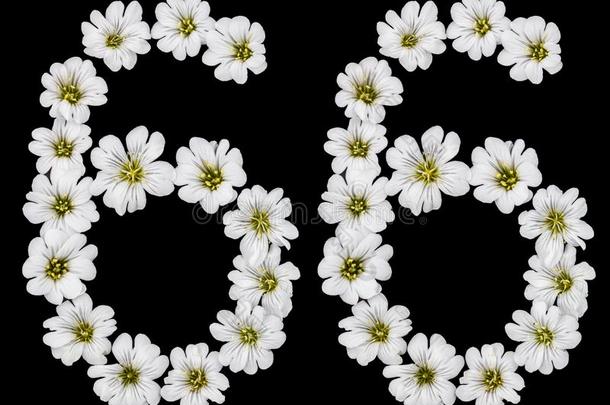 阿拉伯的数词66,num.六十六,num.六十,六,从白色的花关于