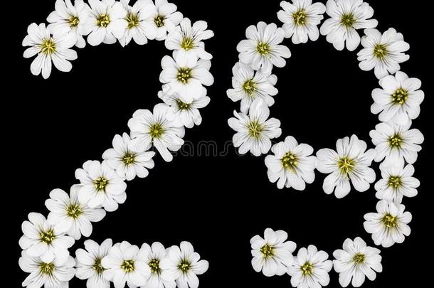阿拉伯的数词29,<strong>二</strong>十num.九,<strong>二</strong>十,两个,num.九,从白色的flores花