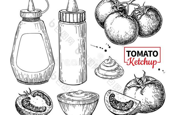 番茄酱调味汁瓶子和番茄.矢量绘画.食物味