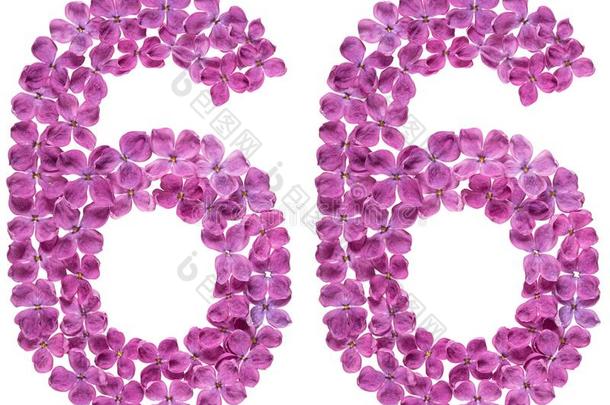 阿拉伯的数词66,num.六十六,从花关于丁香花属,隔离的向