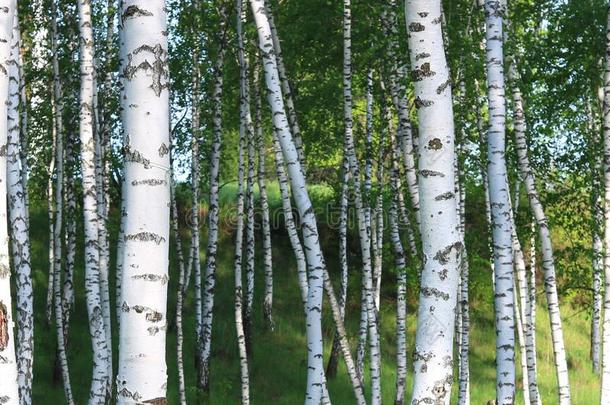 美丽的桦树树和白色的桦树吠叫采用桦树小树林和