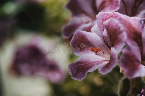 丁香花属和玫瑰花关于天竺葵属的植物佩尔塔姆