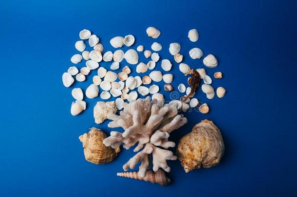 贝壳,海马,珊瑚向一蓝色b一ckground,fl一tpley