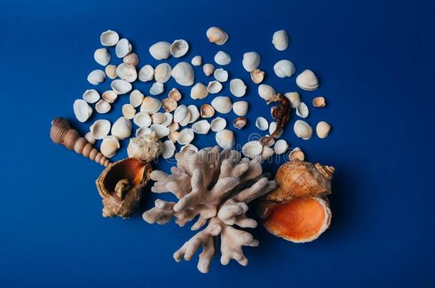 贝壳,海马,珊瑚向一蓝色b一ckground,fl一tpley
