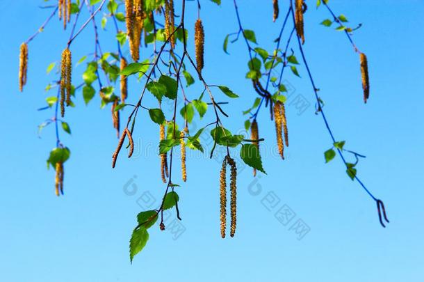 新的葇荑花关于桦树.春季.春季有来