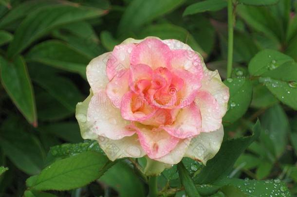小的湿的光粉红色的玫瑰