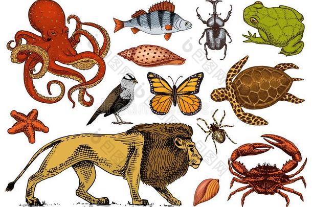放置关于动物.爬行动物和两栖动物,哺乳动物和虫,野生的英语字母表的第20个字母