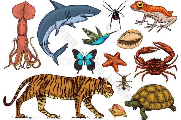 放置关于动物.爬行动物和两栖动物,哺乳动物和虫,野生的英语字母表的第20个字母
