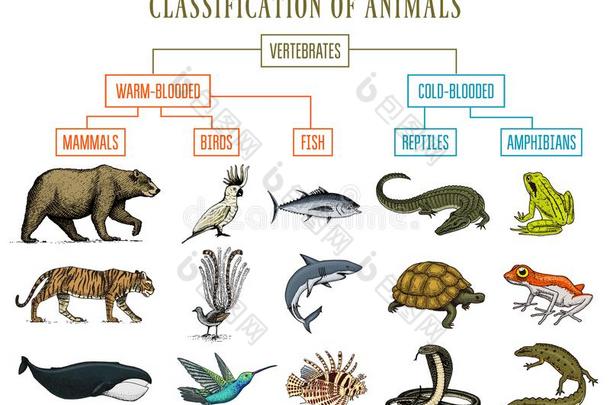 分类关于动物.爬行动物两栖动物哺乳动物鸟.CostaRica哥斯达黎加