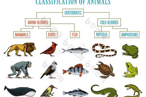 分类关于动物.爬行动物两栖动物哺乳动物鸟.CostaRica哥斯达黎加