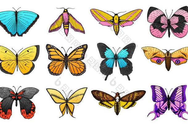 收集关于富有色彩的蝴蝶或野生的蛾昆虫.神秘的