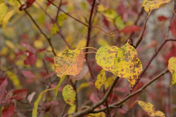 秋森林详细资料和富有色彩的树叶