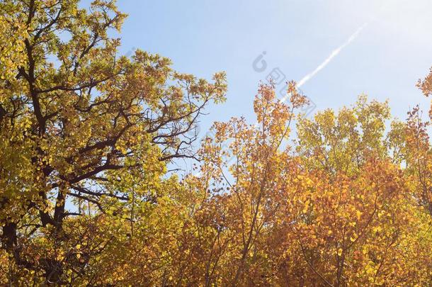 秋森林详细资料和富有色彩的树叶
