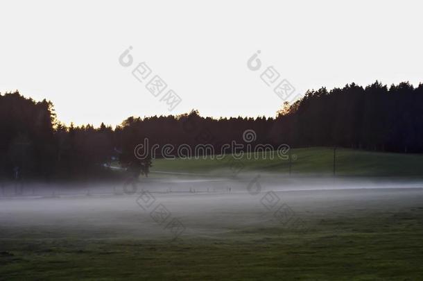 地面雾采用晚的夏越过草地和奶牛牧草地