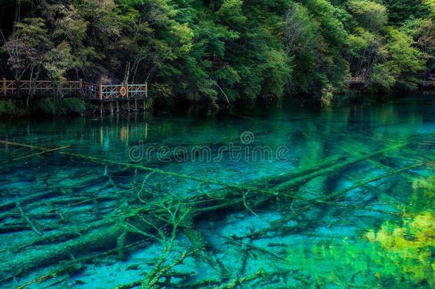 湖和树采用九寨沟山谷,四川,Ch采用a