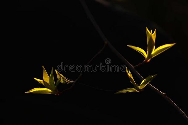 叶子;植物的叶子;叶子;树叶