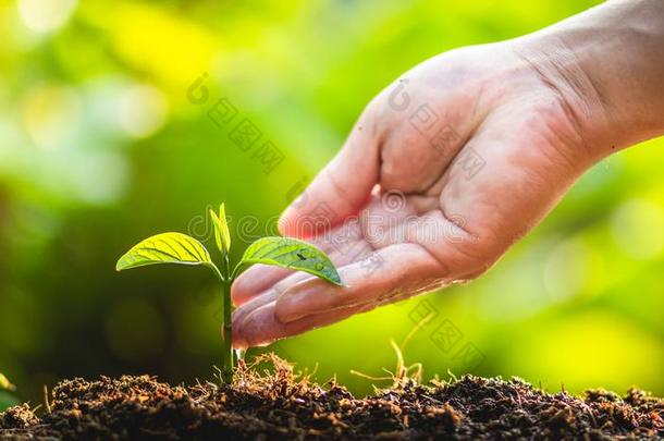 种<strong>植树</strong>树关心救助世界,指已提到的人手是保护指已提到的人