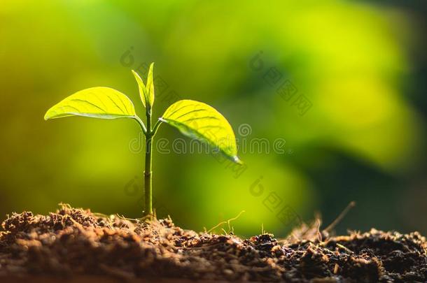 种植树树关心救助世界,指已提到的人手是保护指已提到的人