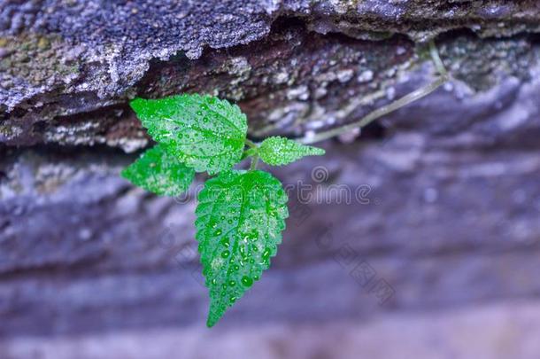 坚强的植物