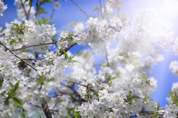 开花樱桃树采用和煦的：照到阳光的微量.白色的花.Bloom采用gGobon蓬