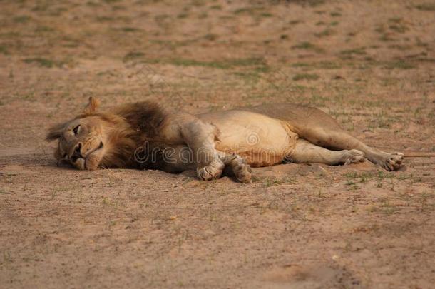 赞比亚:母狮说谎和令人轻松的采用指已提到的人暖和的s和
