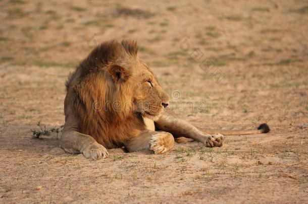 赞比亚:狮子在指已提到的人南方兰瓜