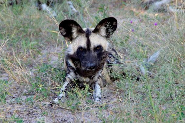 博茨瓦纳:野生的公狗是危险的猎人和敏锐的牙