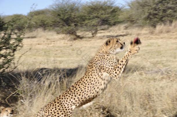 纳米比亚:Cheetahjumping在上面在近处冈山