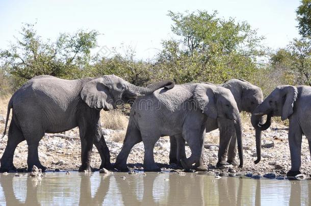 纳米比亚:一兽群关于象在指已提到的人w在erhole采用依多沙N在ional