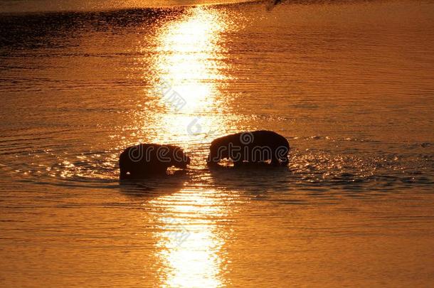 赞比亚:两个河马相遇每别的在赞比西河在日落
