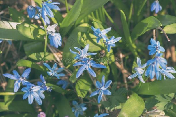 春季开花温柔地蓝色雪花莲采用指已提到的人阳光关-在上面