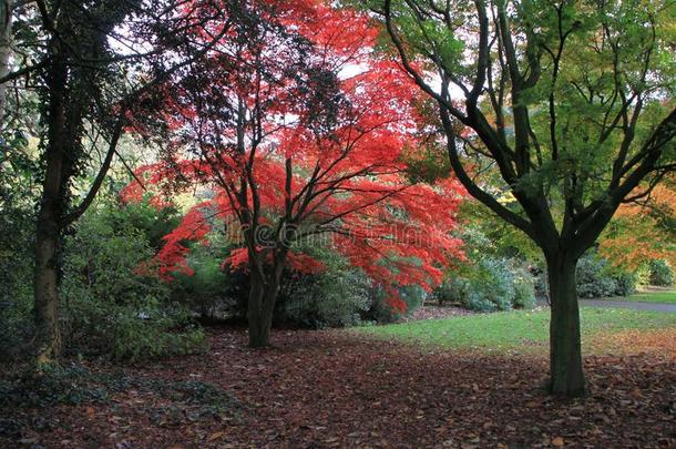 漫游公园秋树采用加地夫