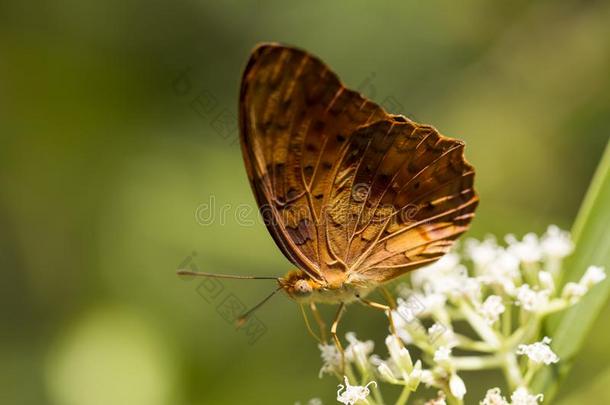 普通的豹蝴蝶-法兰塔菲兰塔