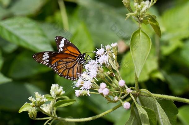 普通的老虎蝴蝶-丹尼亚斯吉努蒂亚采用Ksan内斯里斯里兰卡